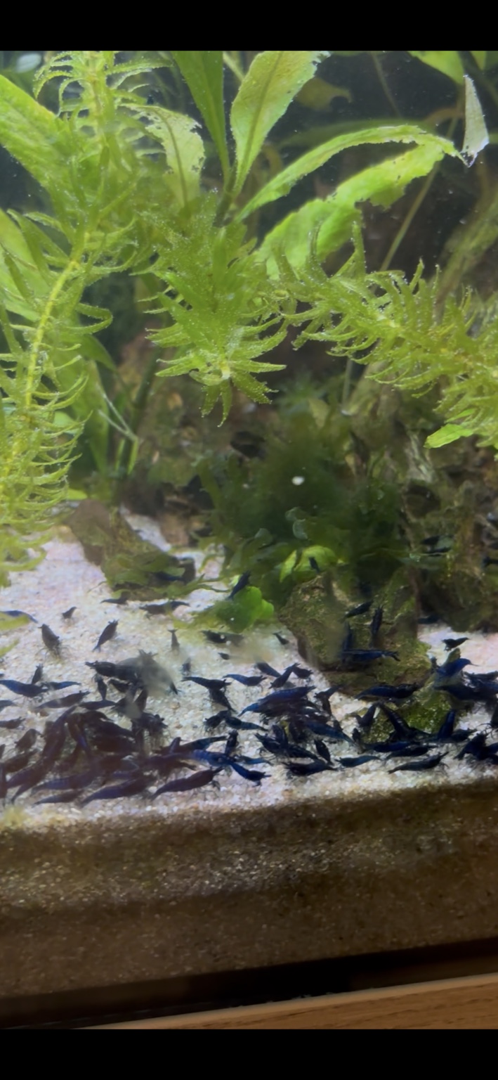 Tank Born Blue Dream Neocaridina shrimp