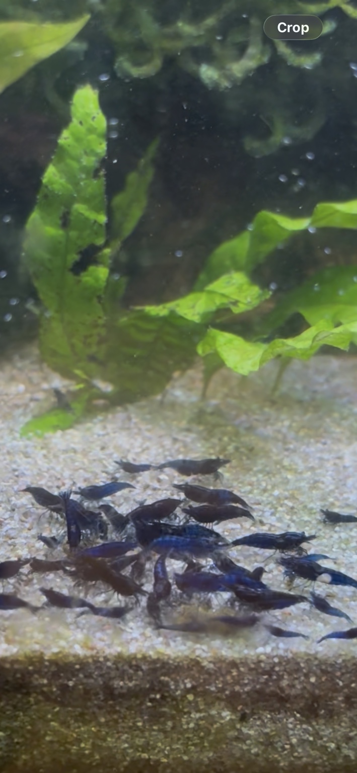 Blue Dream shrimp colony