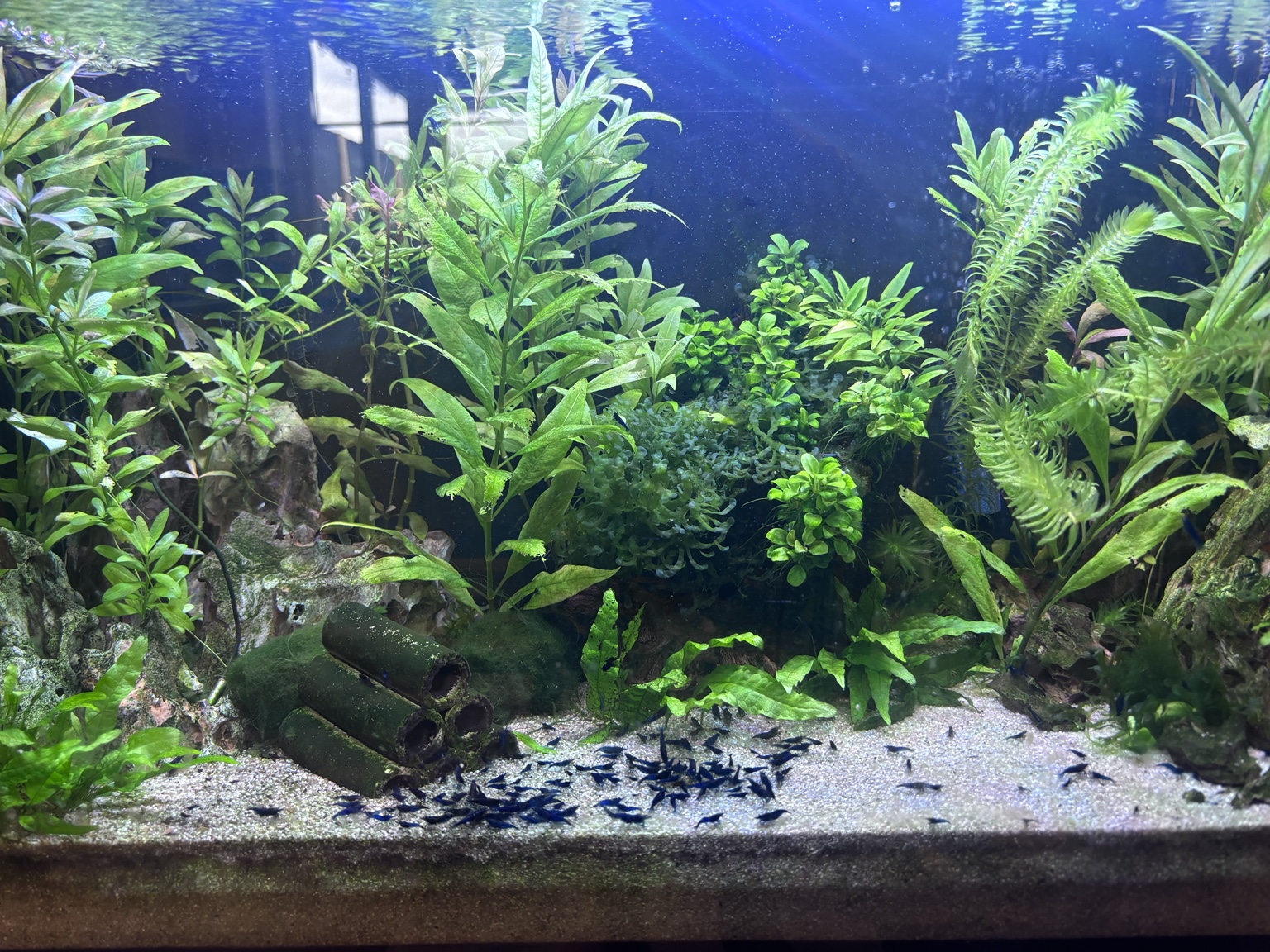 Tank Born planted Blue Dream breeding tank