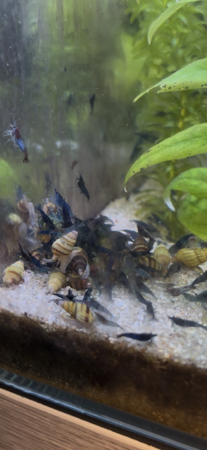 Tank Born mixed Neocaridina shrimp