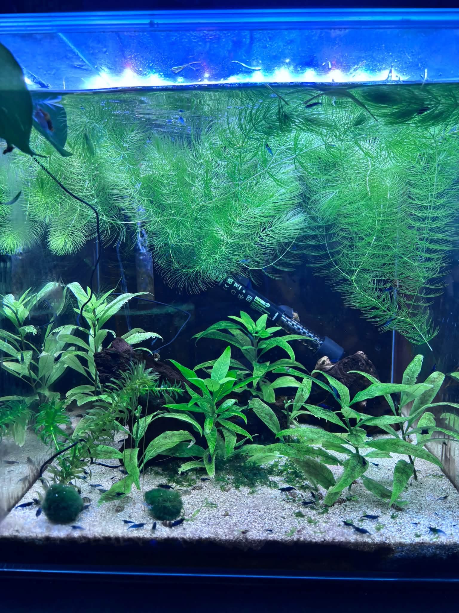 Tank Born 60 litre Mixed Neocaridina aquarium