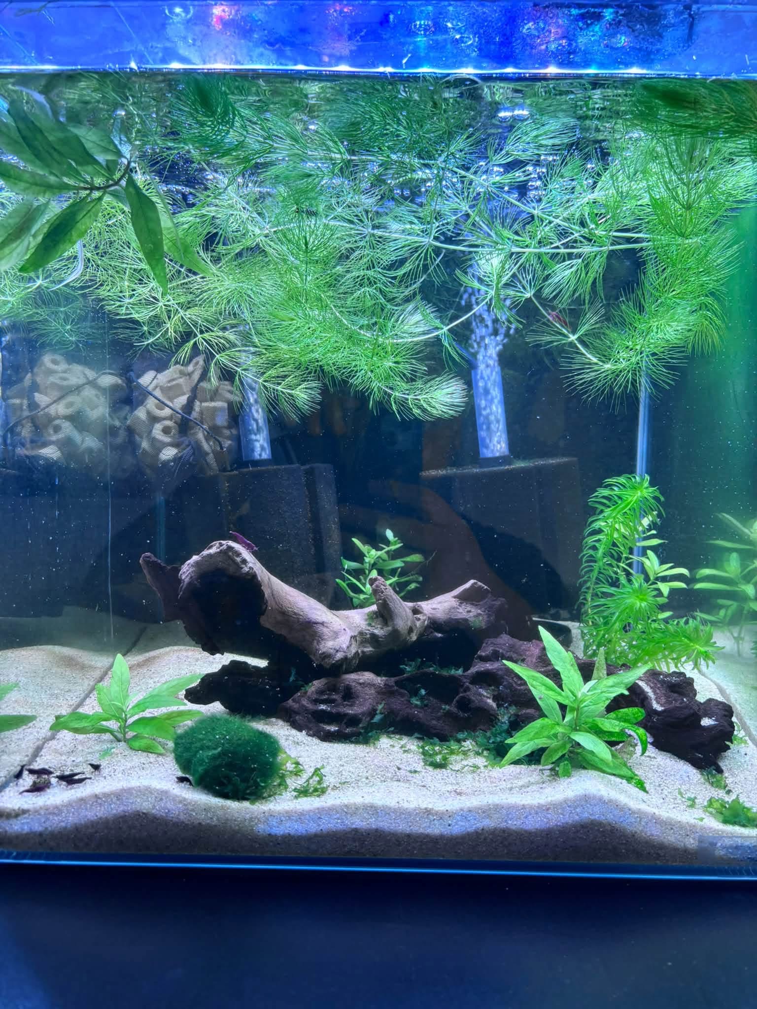 Tank Born Bloody Mary 60 litre shrimp aquarium