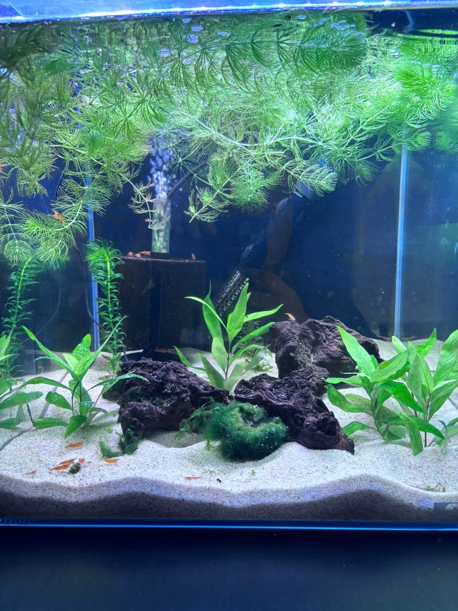 Tank Born Orange Sunkist 60 litre shrimp aquarium